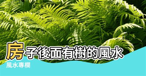 屋後有樹|【風水專欄】張旭初：屋前後樹木旺盛 竟然是壞風水